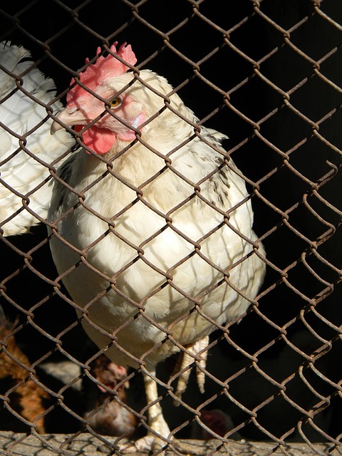 为球队带来 为球队带来